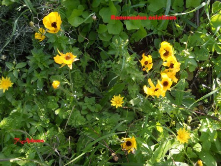 Ranunculus asiaticus